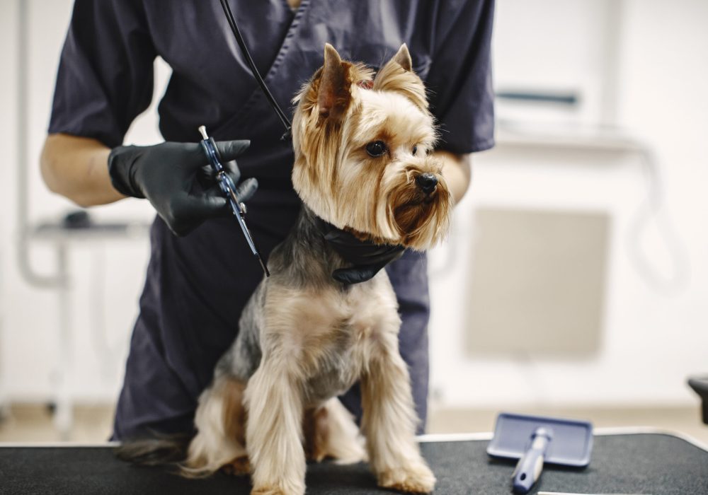 Haircuting process. Small dog sits on the table. Dog with a professional.